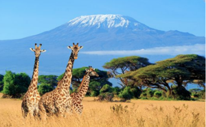 Восхождение на Килиманджаро (маршрут Лемошо)