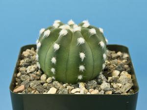 Echinopsis subdenudata Кактус