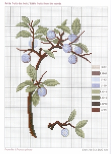 DMC Herbarium Prunellier