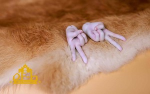 DollFamily-H 1/3 Hand-01
