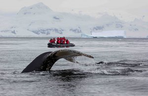 в погоню за китами