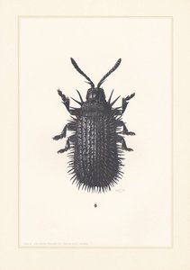 литография