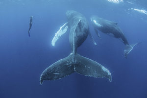 Поплавать с китами