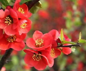 Pomegranate flowering