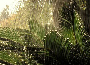 Tropical Rain