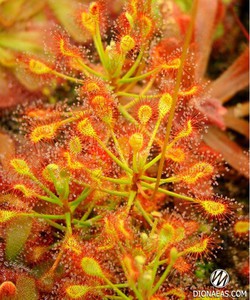 DROSERA "MADAGASCARIENSIS"