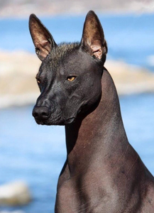 Мексиканская голая собака