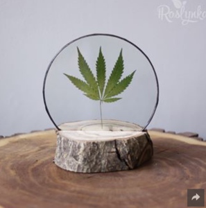 Композиции из стабилизированных растений