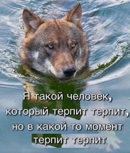 Большая энциклопедия мемов с волками