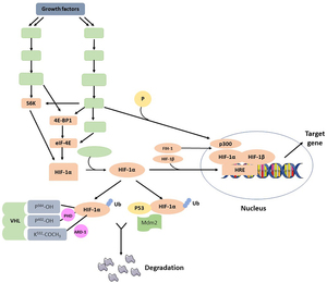 Liposomes Synthesis