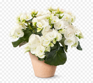 Бегония Валентино