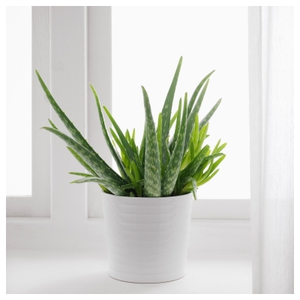 Aloe