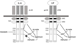 Lipid System