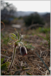 Samsung 16mm f/2.4 (W16NB)