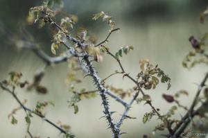 Гелиос 44M 2-58