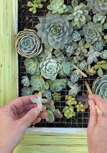 Мастер-класс по созданию живой картины из суккулентов или иных растений