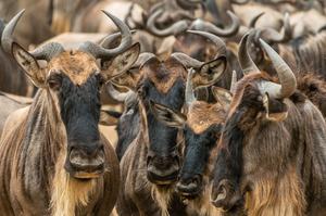 увидеть миграцию антилоп гну в Национальном парке Серенгети