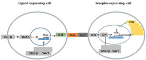 chemokine array