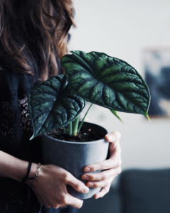 Alocasia Dragon Scale