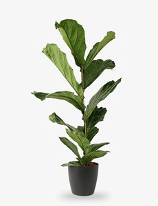 Ficus Lyrata