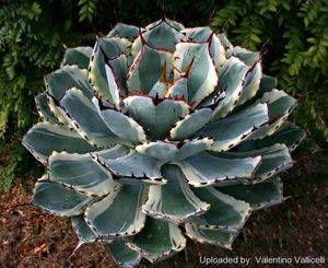 Agave ‘Kichiokan'