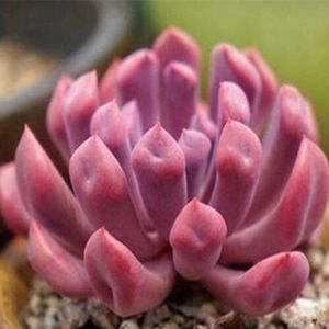 echeveria cupid