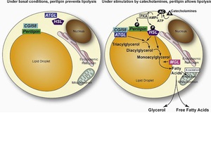 bovine heart lactate dehydrogenase