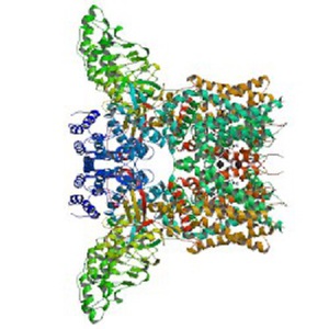 capsaicin test kit