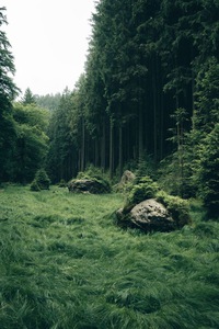 в лес