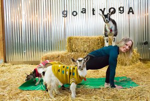 baby goat yoga