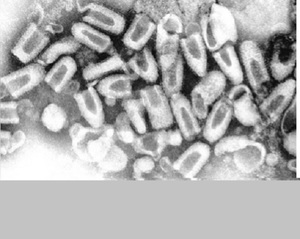 Rabies Virus Antigens