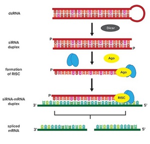 scrambled sirna negative control