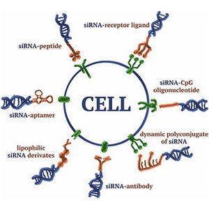 cholesterol conjugated sirna