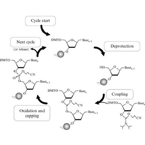 phosphoramidite reaction