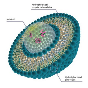 rnai design tool