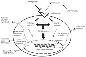 cell penetrating peptides