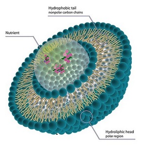 liposome sirna