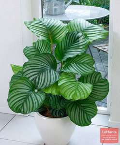 Калатея орбифолия (Calathea orbifolia)