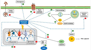 bispecific antibody multiple myeloma