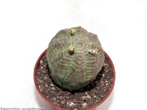 растение Euphorbia obesa