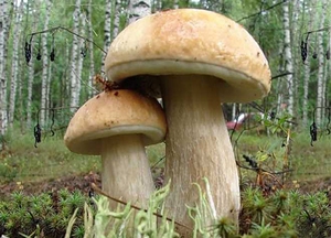 Собирать белые грибы в  Подмосковье
