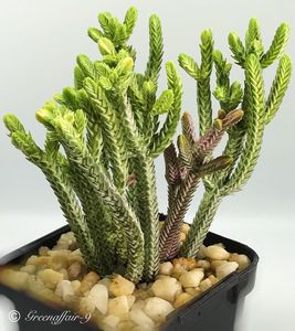 crassula muscosa толстянка плаунолистная