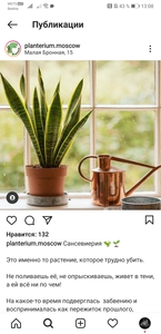 Растение Сансевиерия (любая)