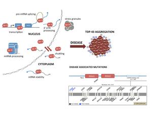 Kappa Light Chain Antibody