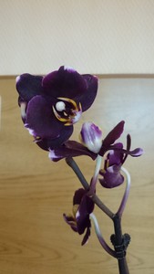 Орхидея Фаленопсис / Маугли