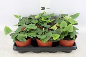 Папоротник Hemionitis arifolia