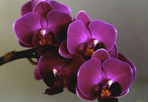 Фиолетовая орхидея-мини