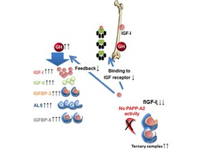 peptide sirna conjugation