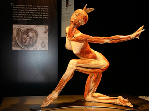 Выставка Body Worlds