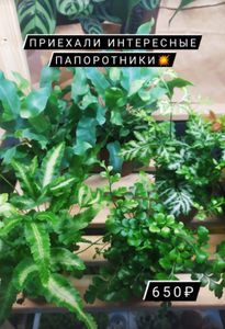 Папаротник